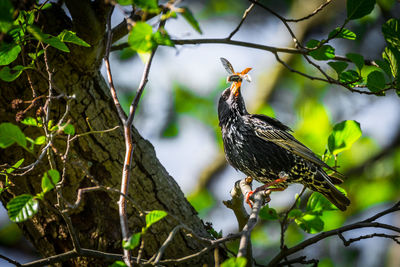 Close-up of bird perching on tree