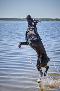 Water splashing in a lake