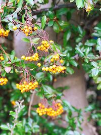 Close-up of yellow flowers on branch