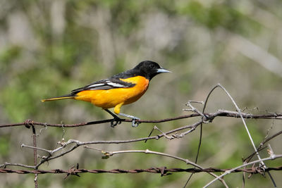 Bird perching on a branch