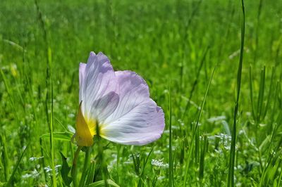 Close-up of fresh purple crocus flower on field