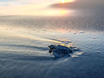 Baby turtle on the beach during sunset