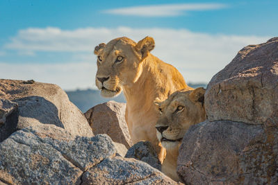 Two lionesses lie and sit on rocks