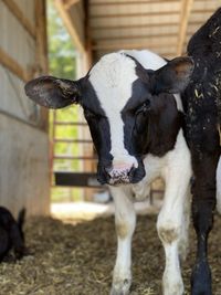 Cow standing in a horse