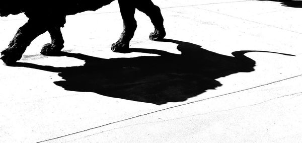 Low section of people walking on street