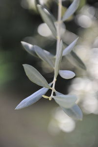 Close-up of green flowering plant