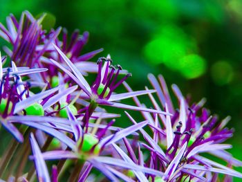 Close-up of purple flowers