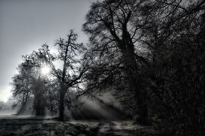 Trees on landscape against sky