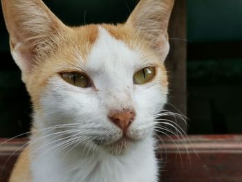 Close-up portrait of cat