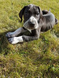 Portrait of dog sitting on field