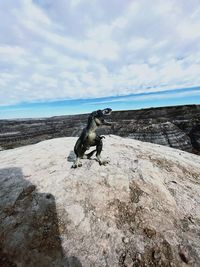 View of lizard on rock at beach against sky