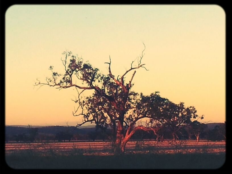 transfer print, tree, tranquil scene, tranquility, auto post production filter, clear sky, sunset, scenics, landscape, field, beauty in nature, nature, bare tree, growth, silhouette, copy space, idyllic, grass, sky, water