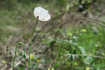 Close-up of white flowers