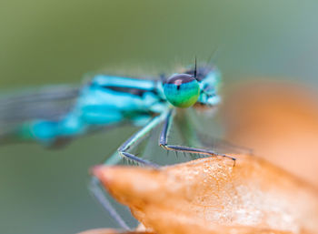 Close-up of insect / blue maiden