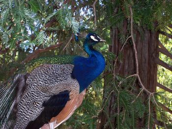 Close-up of peacock perching on tree in forest