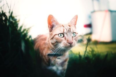 Portrait of cat