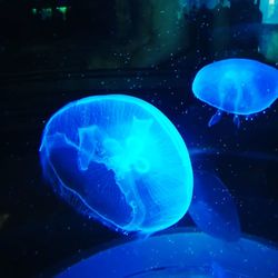 jellyfish