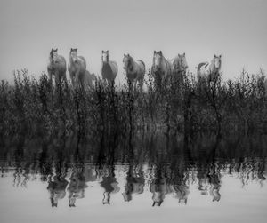Reflection of trees on lake against sky