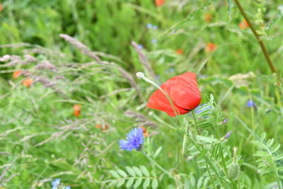 Close-up of red poppy on field