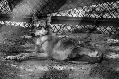 Cat by chainlink fence