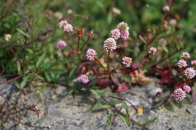 Close-up of flowering plants on field