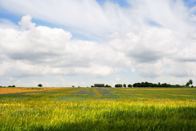 Scenic view of agricultural field against sky