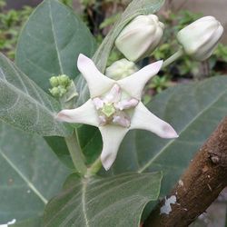 Close-up of white flower