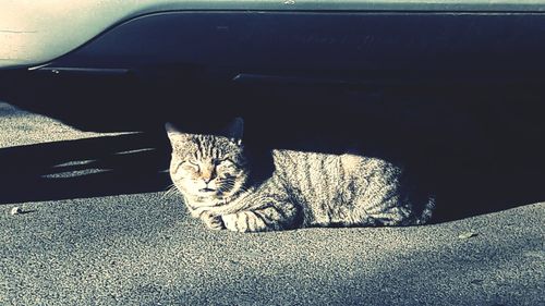 Portrait of cat relaxing on floor