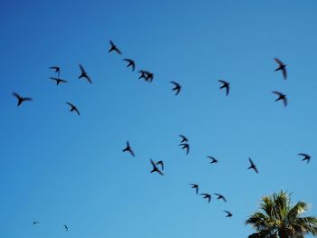 Low angle view of birds flying in sky