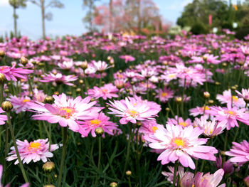 Close-up of pink flowering plants on field