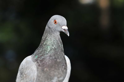 Close-up of pigeon