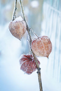 Frost on chinese lanterns, close-up
