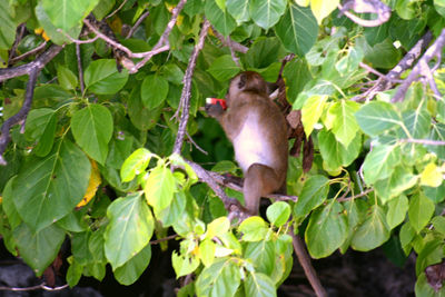 Cat on tree