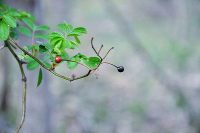 Close-up of berries growing on tree