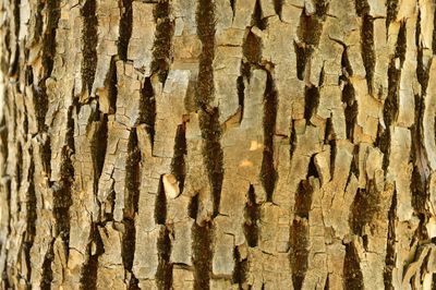 Full frame shot of tree trunk