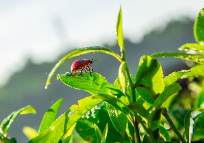 Close-up of insect on leaf