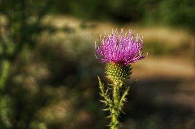 Close-up of pink thistle flower