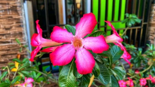 flowering plant