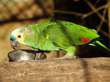 Close-up of parrot perching in cage
