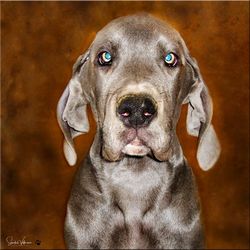 Close-up portrait of dog looking at camera