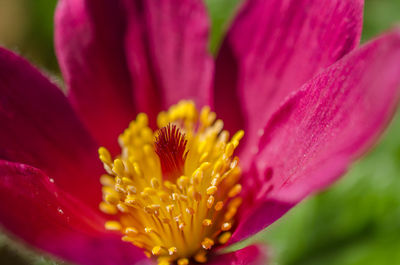 Close-up of pink flower