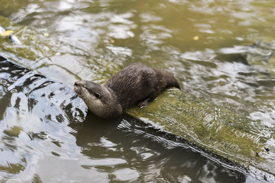 Otter in a pond