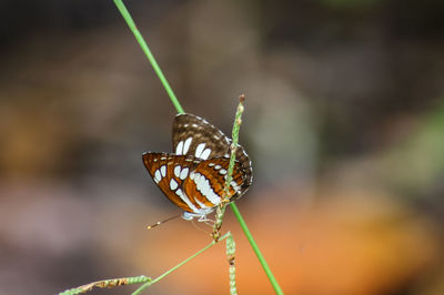 Close-up of butterfly on leaf