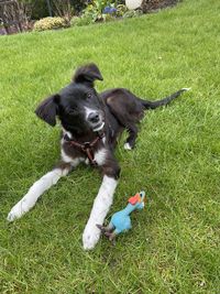 High angle view of dog on field