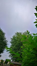 Low angle view of tree against sky