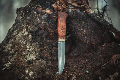 Close-up of tree trunk in forest