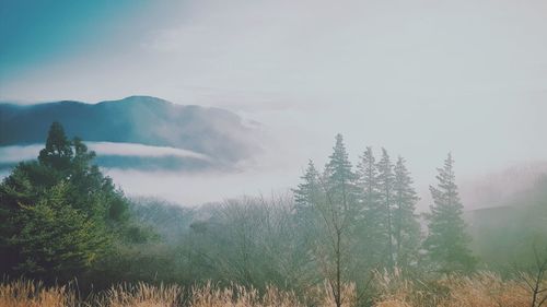 Trees in foggy weather