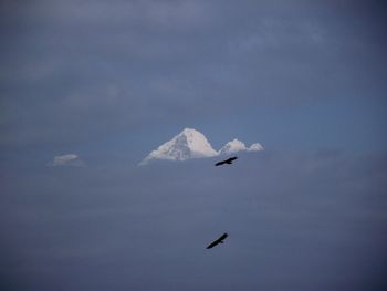 Bird flying over cloudy sky