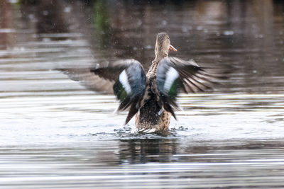 Bird swimming in lake