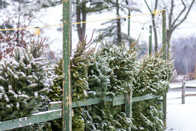 View of plants in greenhouse